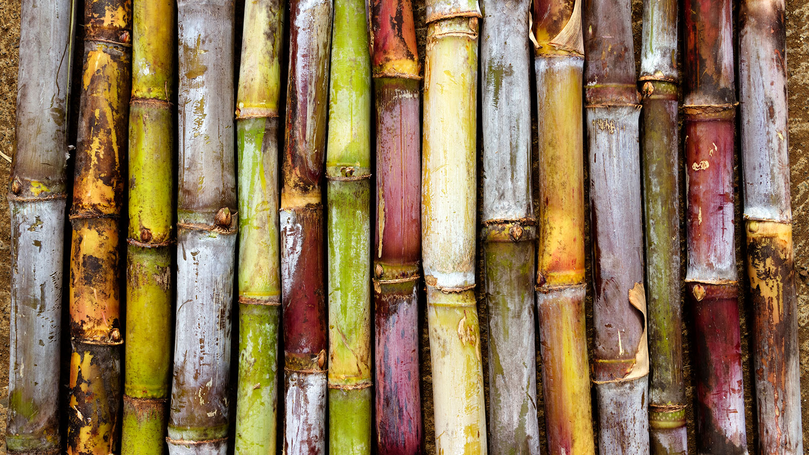 Sony desenvolve embalagem de bambu, cana-de-açúcar e papel