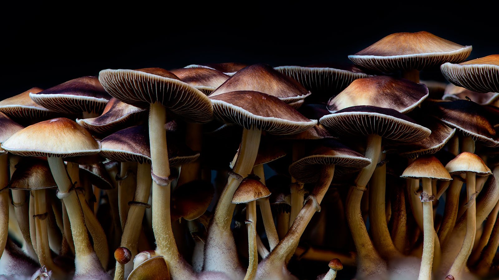 Em um futuro próximo sua casa pode ser isolada por cogumelos